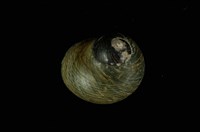 藏品(黑草蓆鐘螺)的圖片